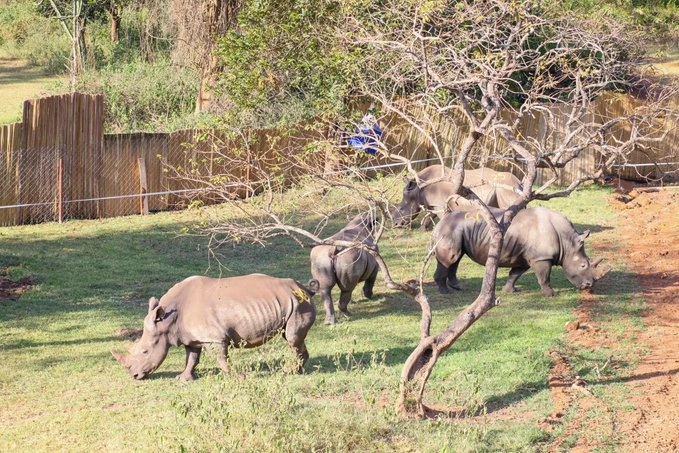 uganda-takes-back-rhino-to-ajai-wildlife-reserve