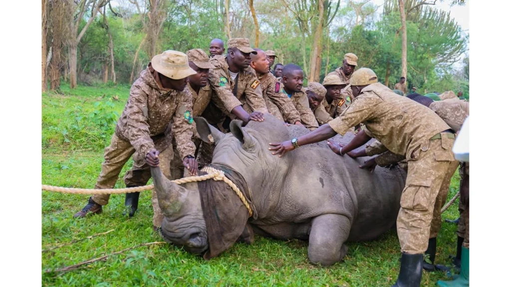 uganda-takes-back-rhino-to-ajai-wildlife-reserve