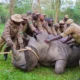 uganda-takes-back-rhino-to-ajai-wildlife-reserve