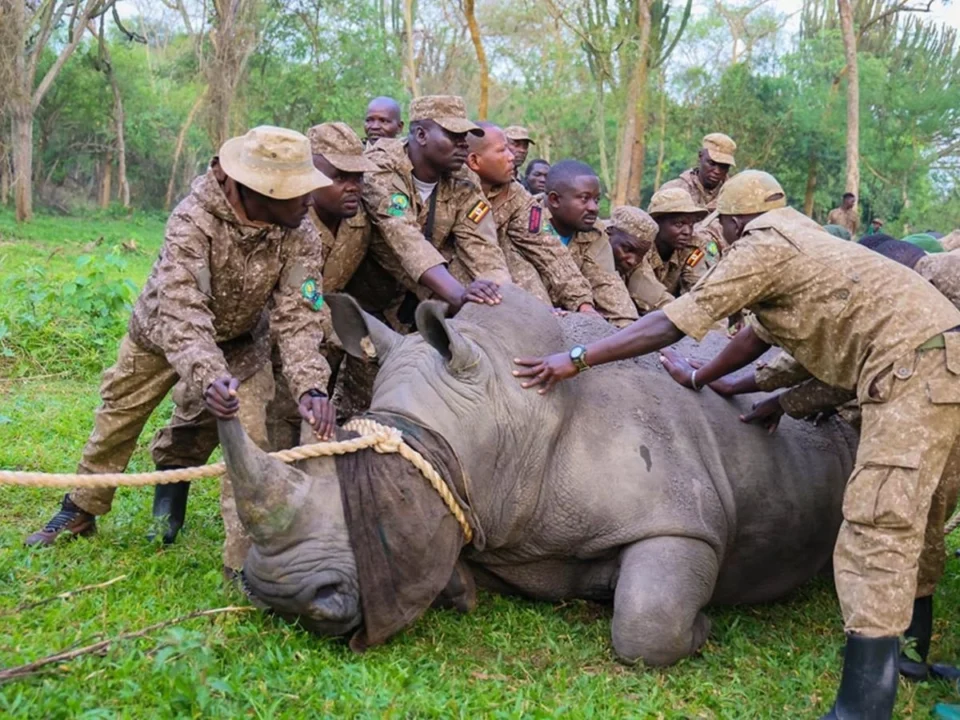 uganda-takes-back-rhino-to-ajai-wildlife-reserve