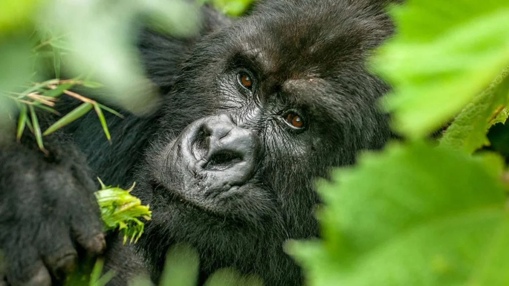 mgahinga-gorilla-national-park