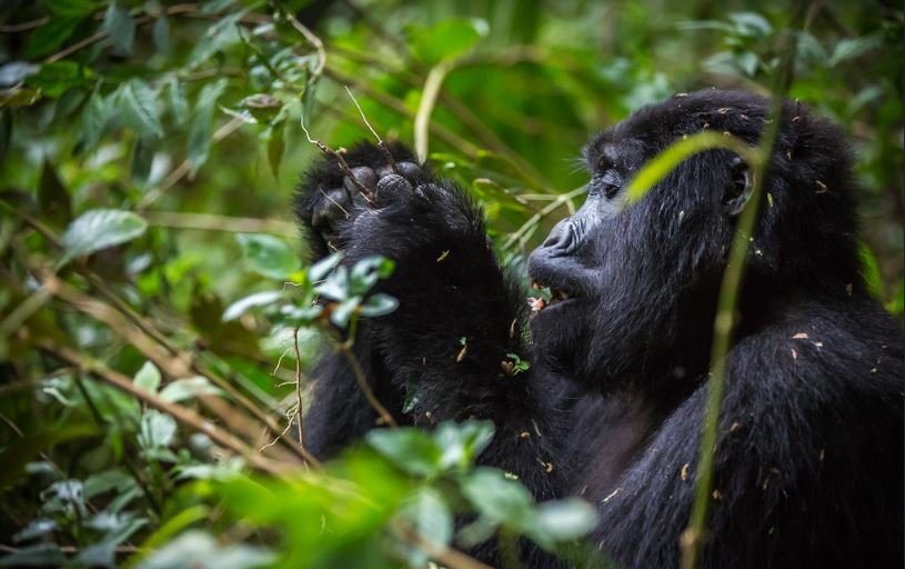 Budget Gorilla Trekking Safaris